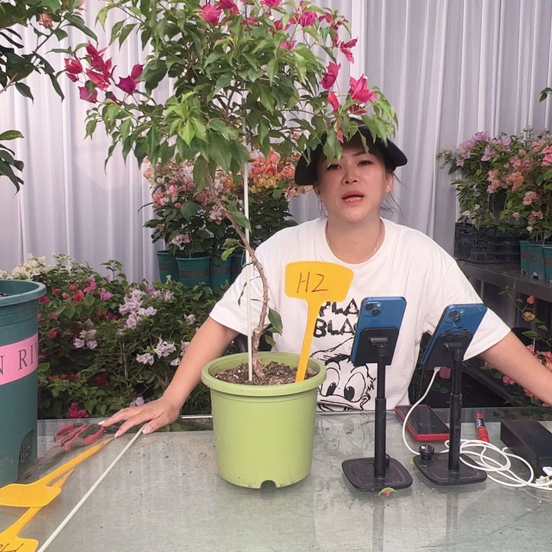 特***。大部分开放少量花苞H2酒红桑巴