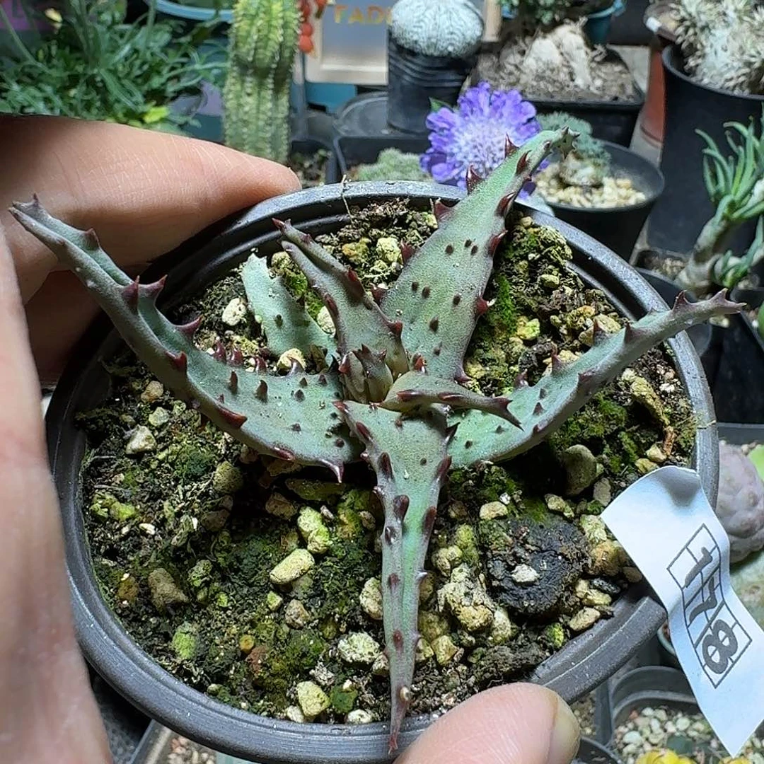 178强刺卡萨帝脱土发货