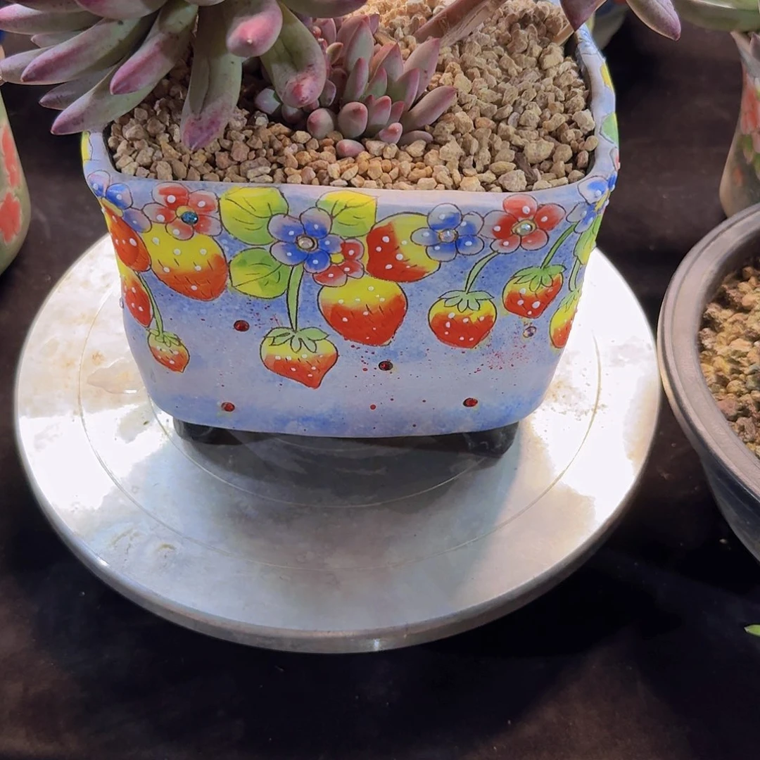 朱朱专拍盆一物一拍