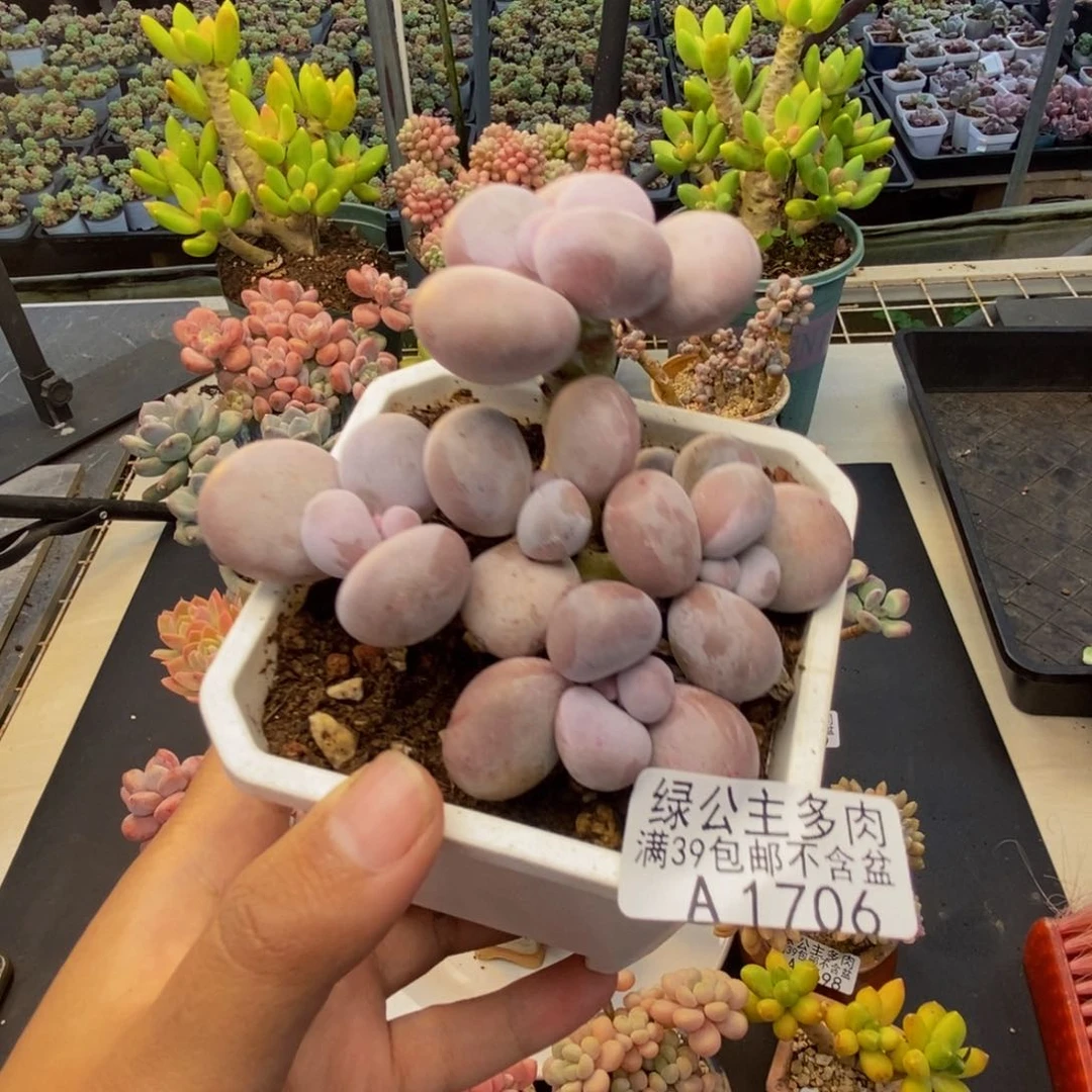 706水光针多肉8c m