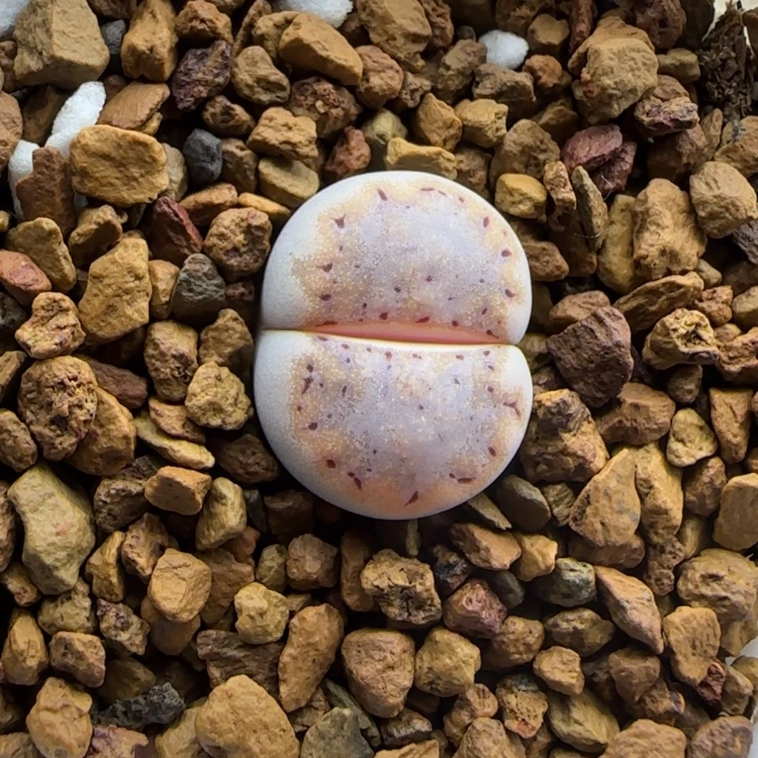 金边饼干清框福利30包邮