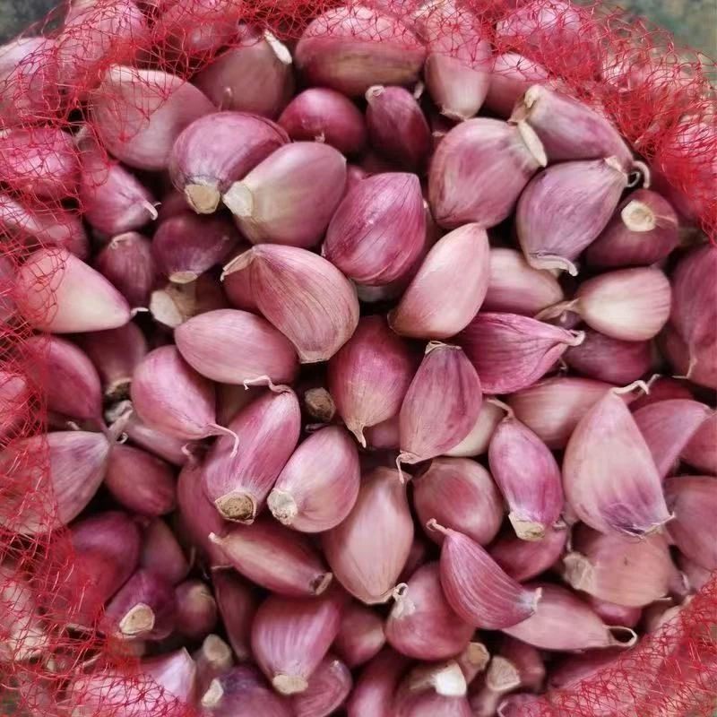 【可种可吃】云南老品种紫皮蒜蒜瓣2025年新干蒜去皮蒜瓣精品蒜瓣