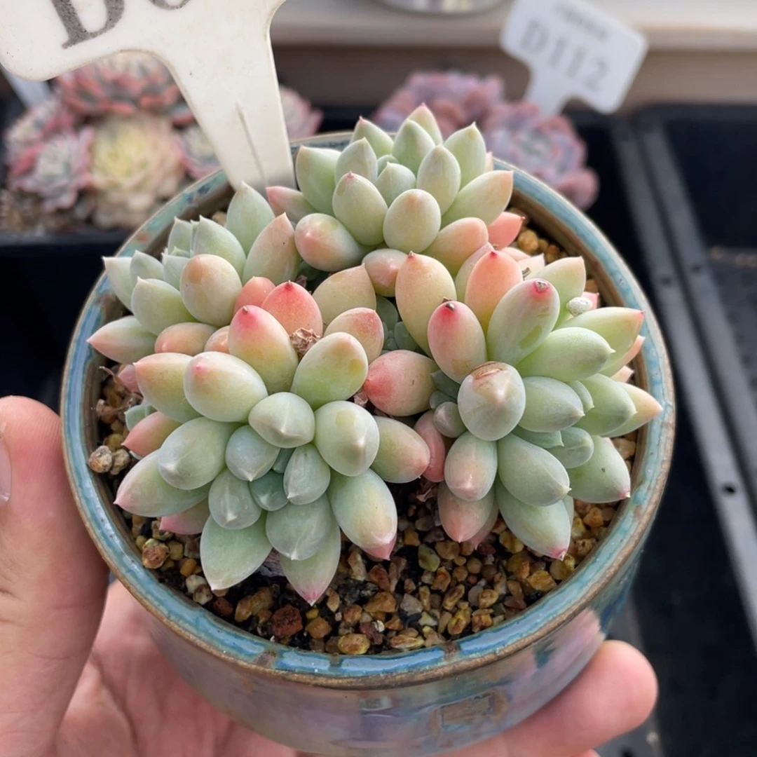 053明珠不带盆8厘米