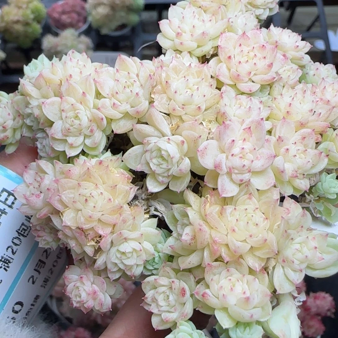 花语逸镜0224-446散