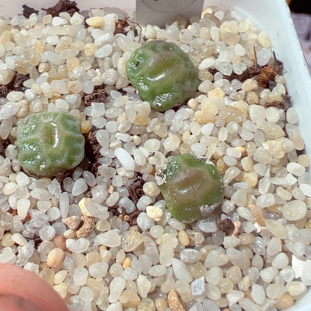 菠***萝916-521多肉多肉的人