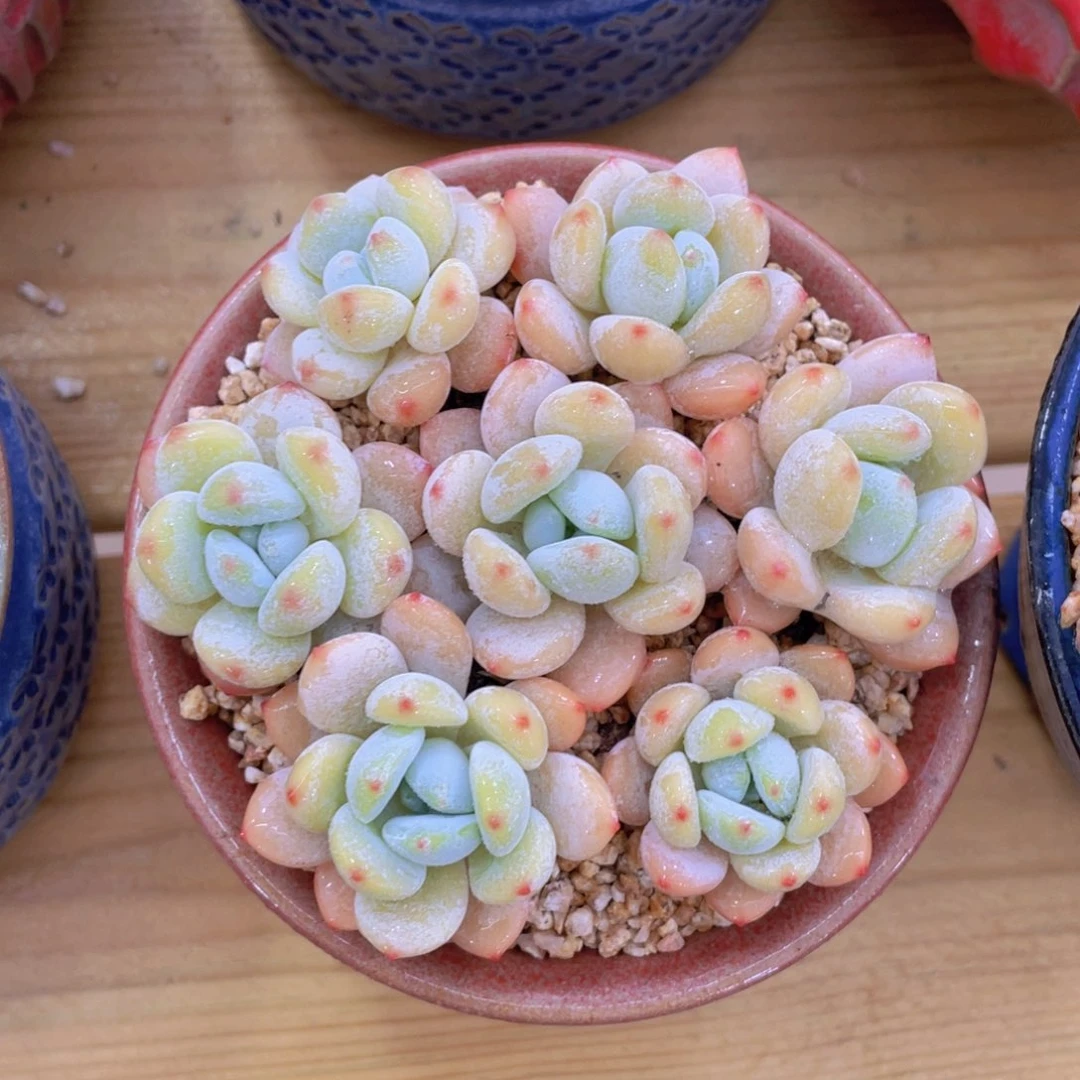 丸叶冷香单头组合7个