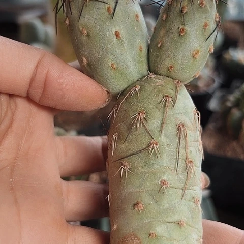 当前无花栽培后可以开花601仙人球