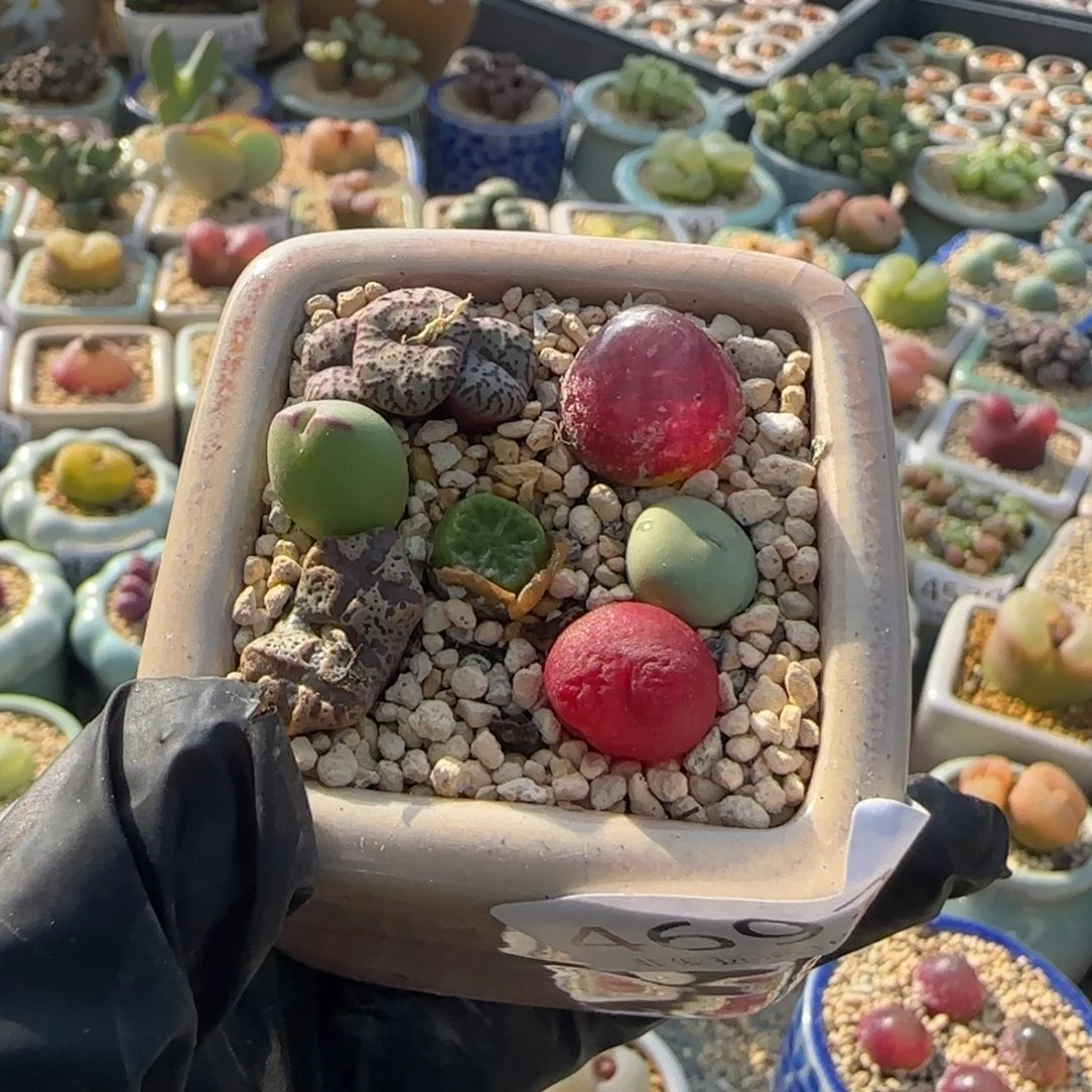 4778--一物一拍 带盆