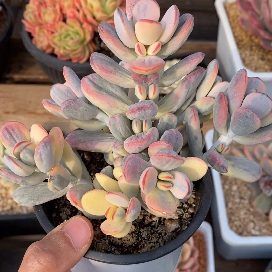 乒乓福娘锦多肉植物