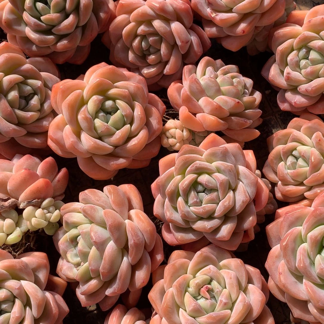 精控老桩冰玉3颗68米