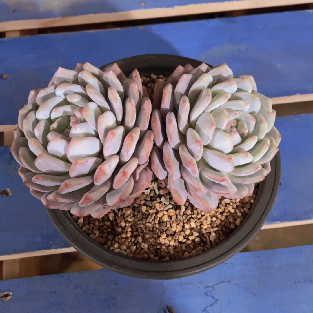 ᥫ****橙梦露，多肉植物