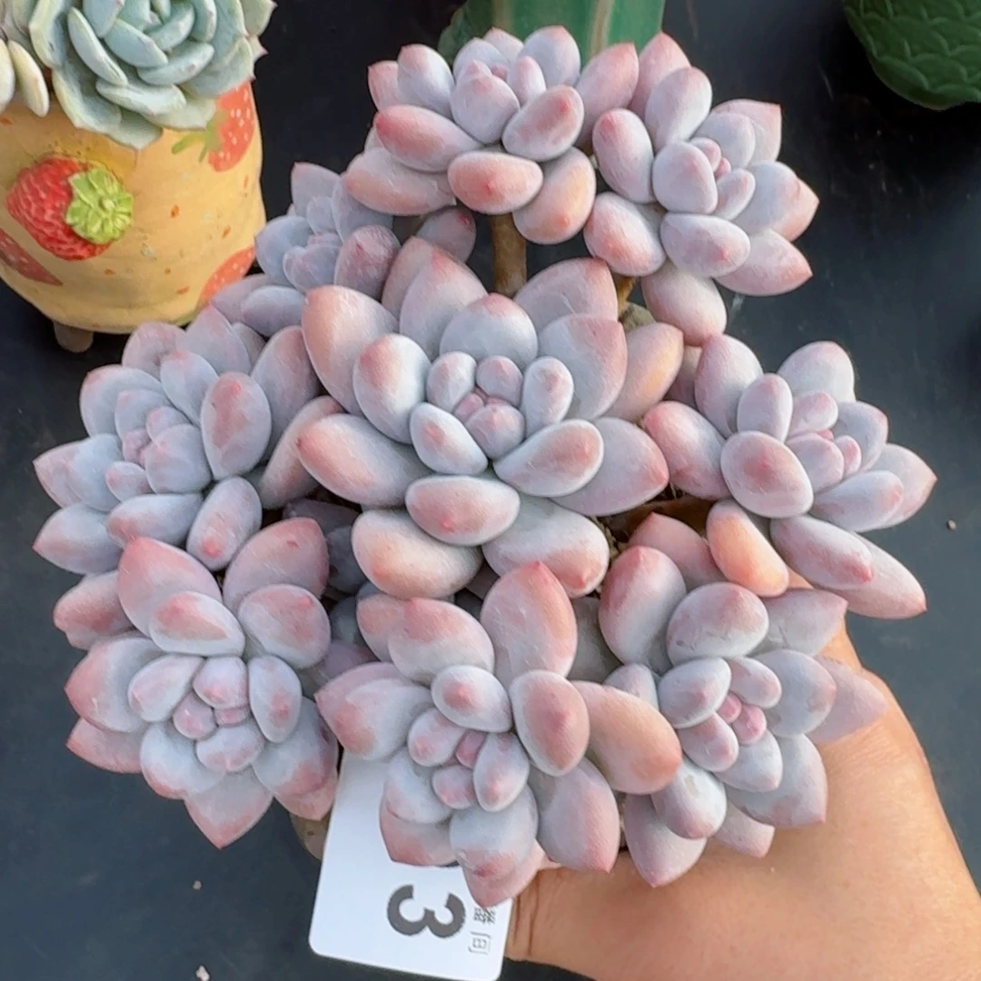 丸叶香水群生整装无砍