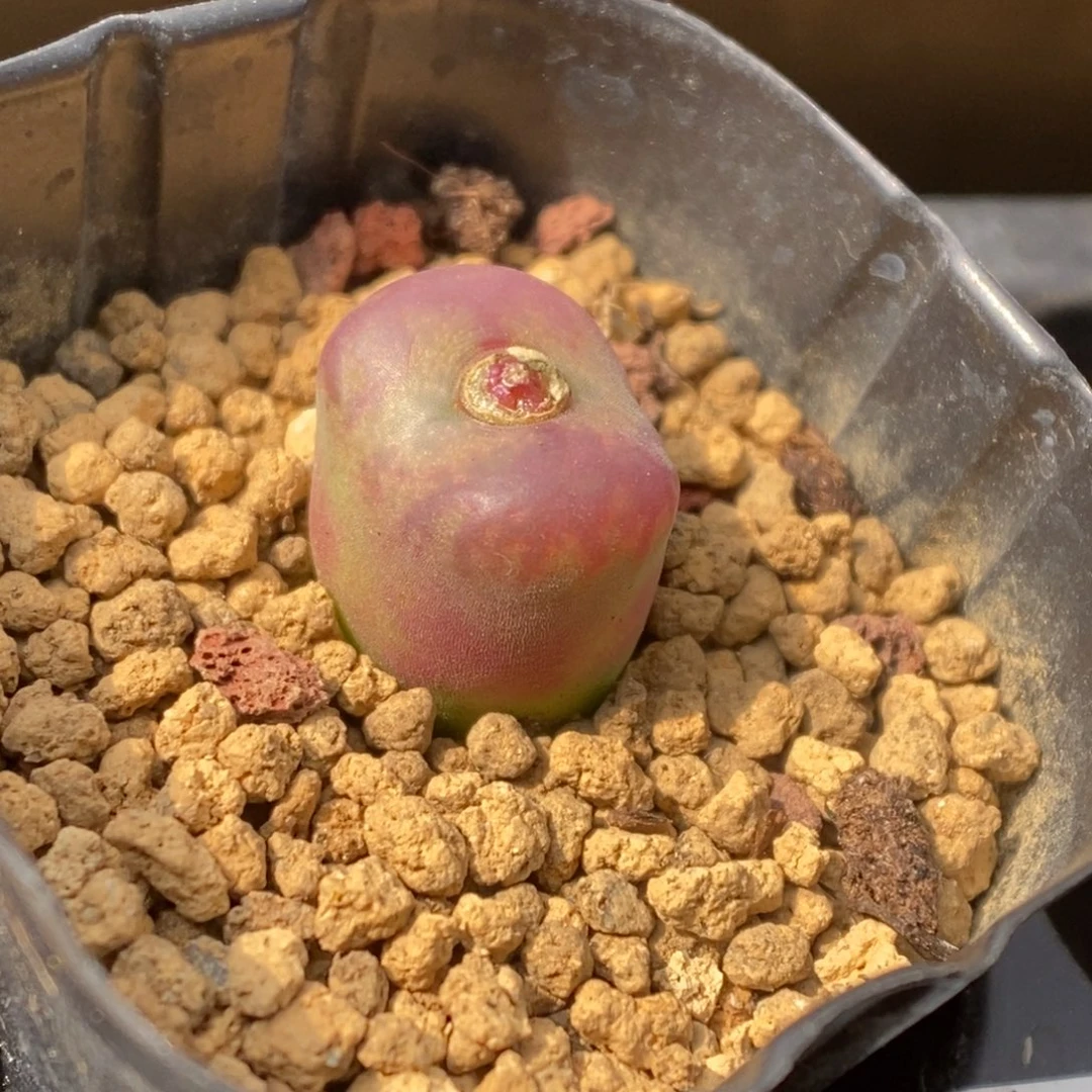 多肉植物肉锥杂交K-4809