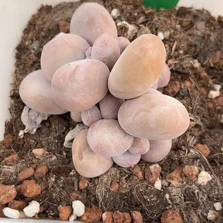 多肉植物奶酪967