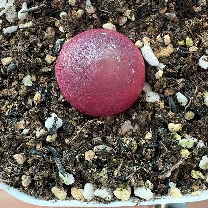 老马生石花灯泡4