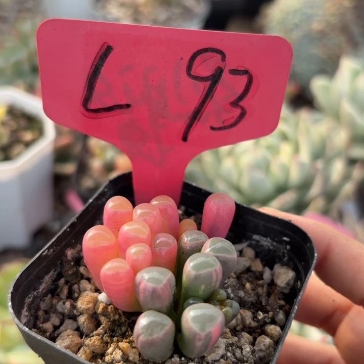 五十玲玉锦多肉植物