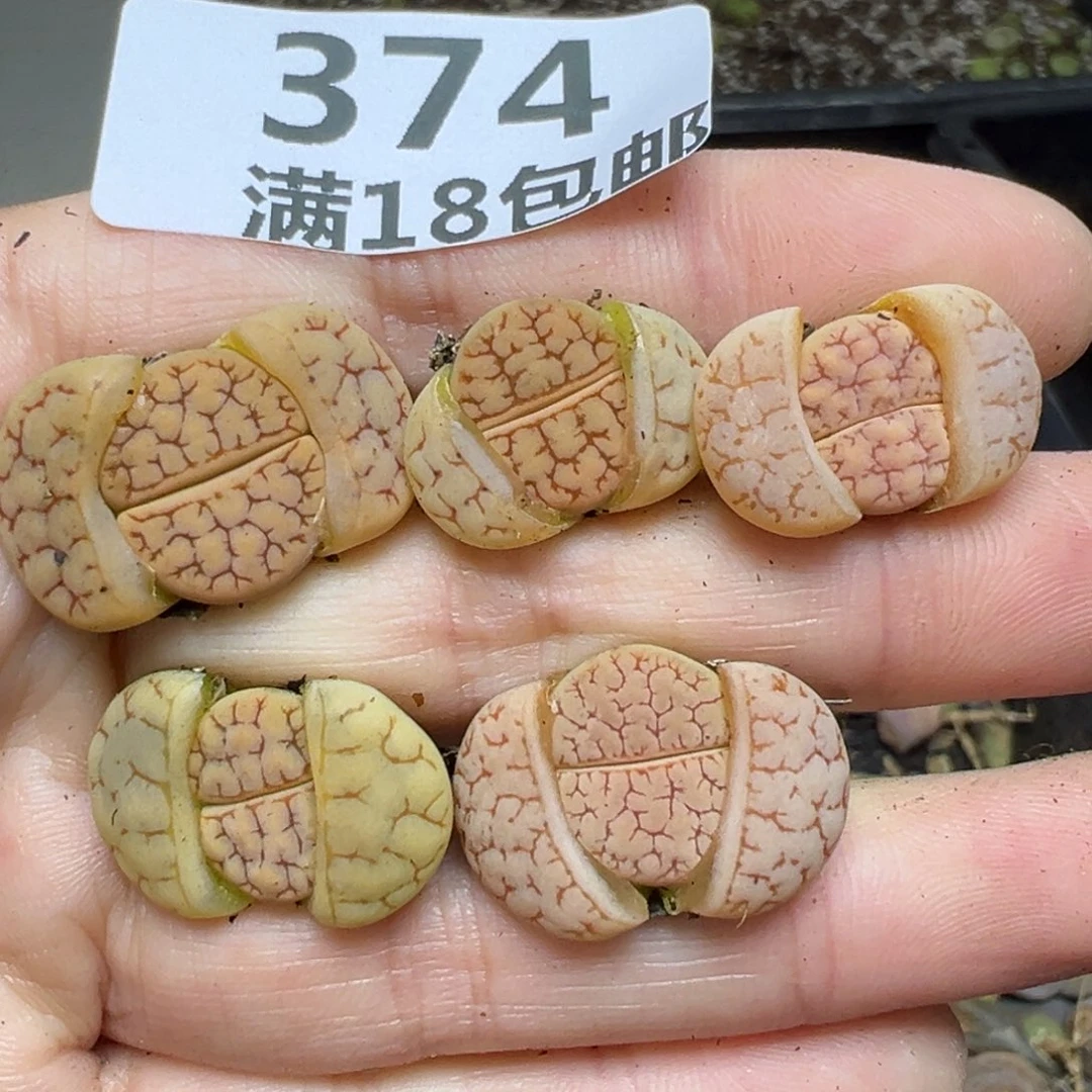 【闪购商品】374……