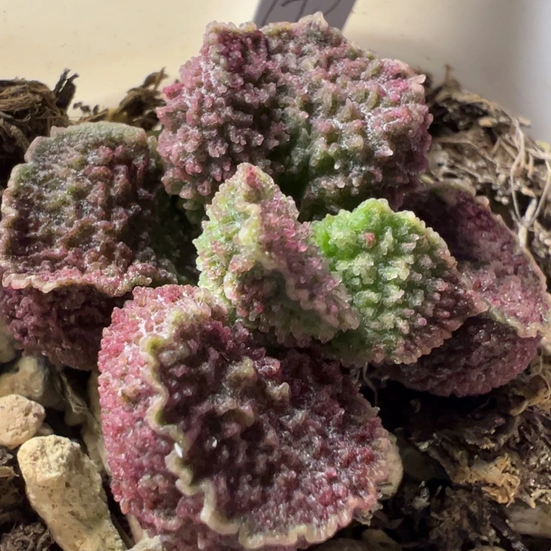 实生新品多肉植物水泡