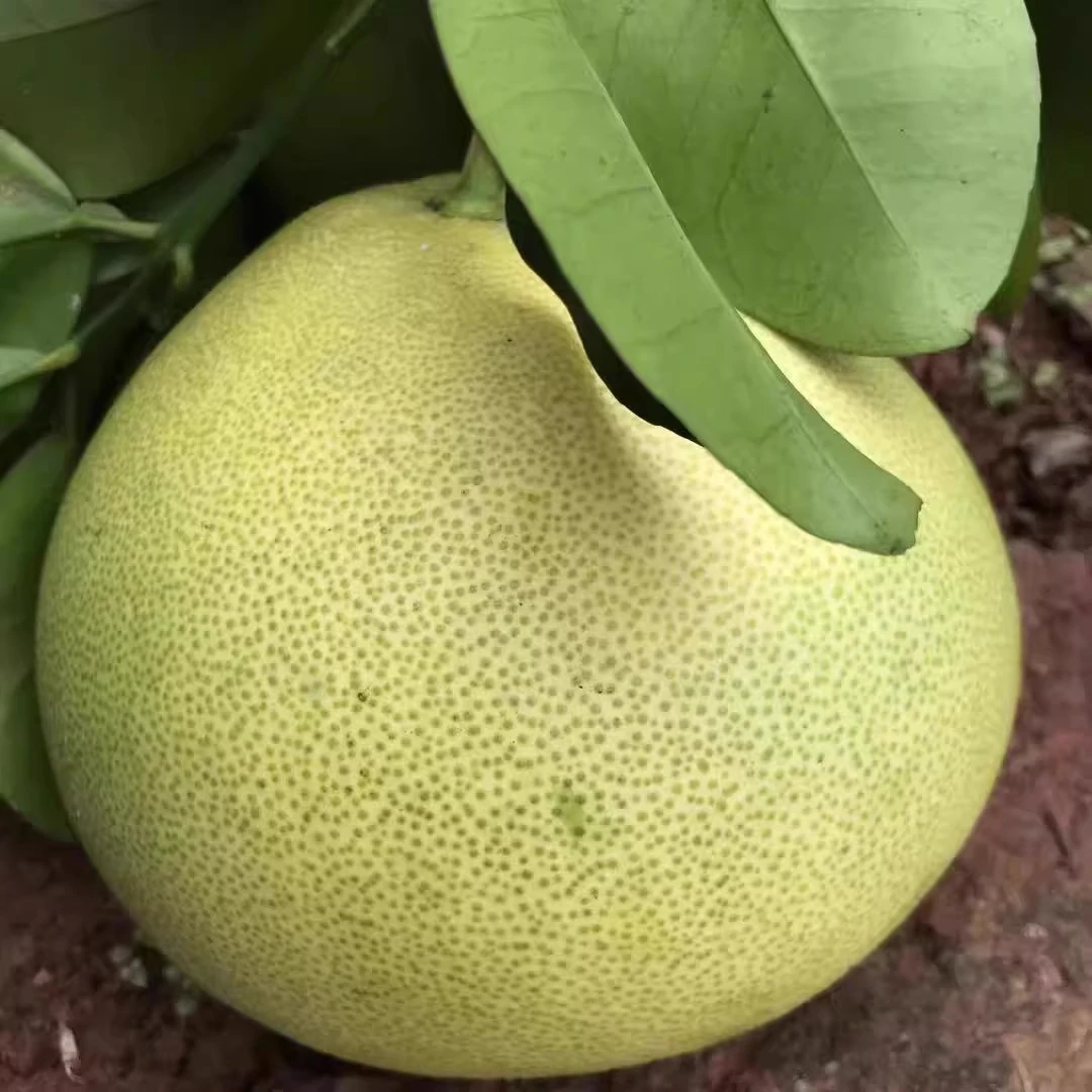 四川苍溪特产当季水果新鲜现摘柚子