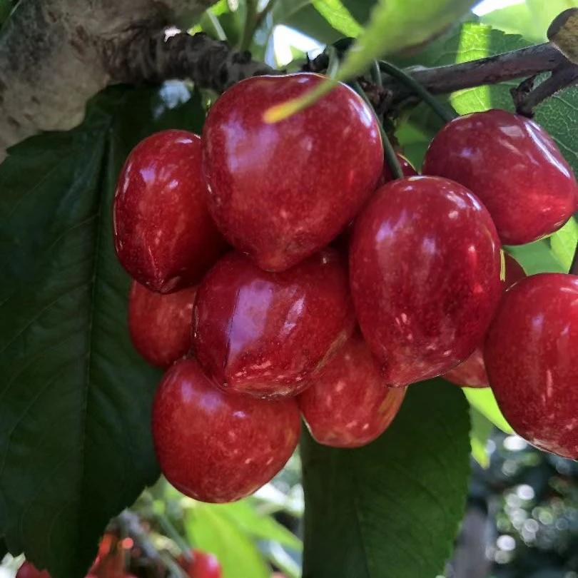 【精品沙蜜】大连大樱桃豆酸甜可口顺丰包邮