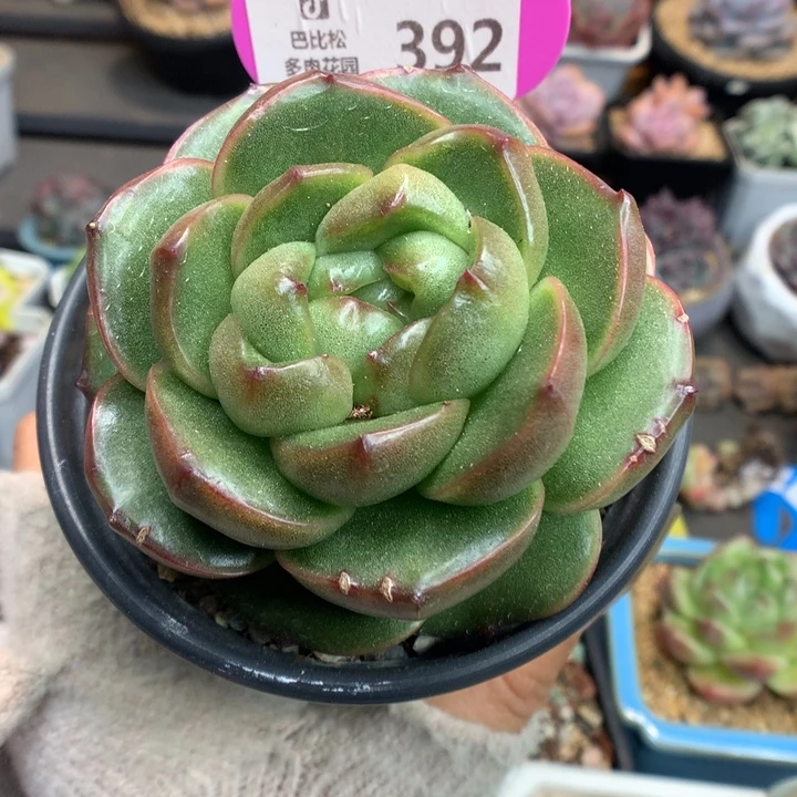 392皮埃拉珍妮多肉植物