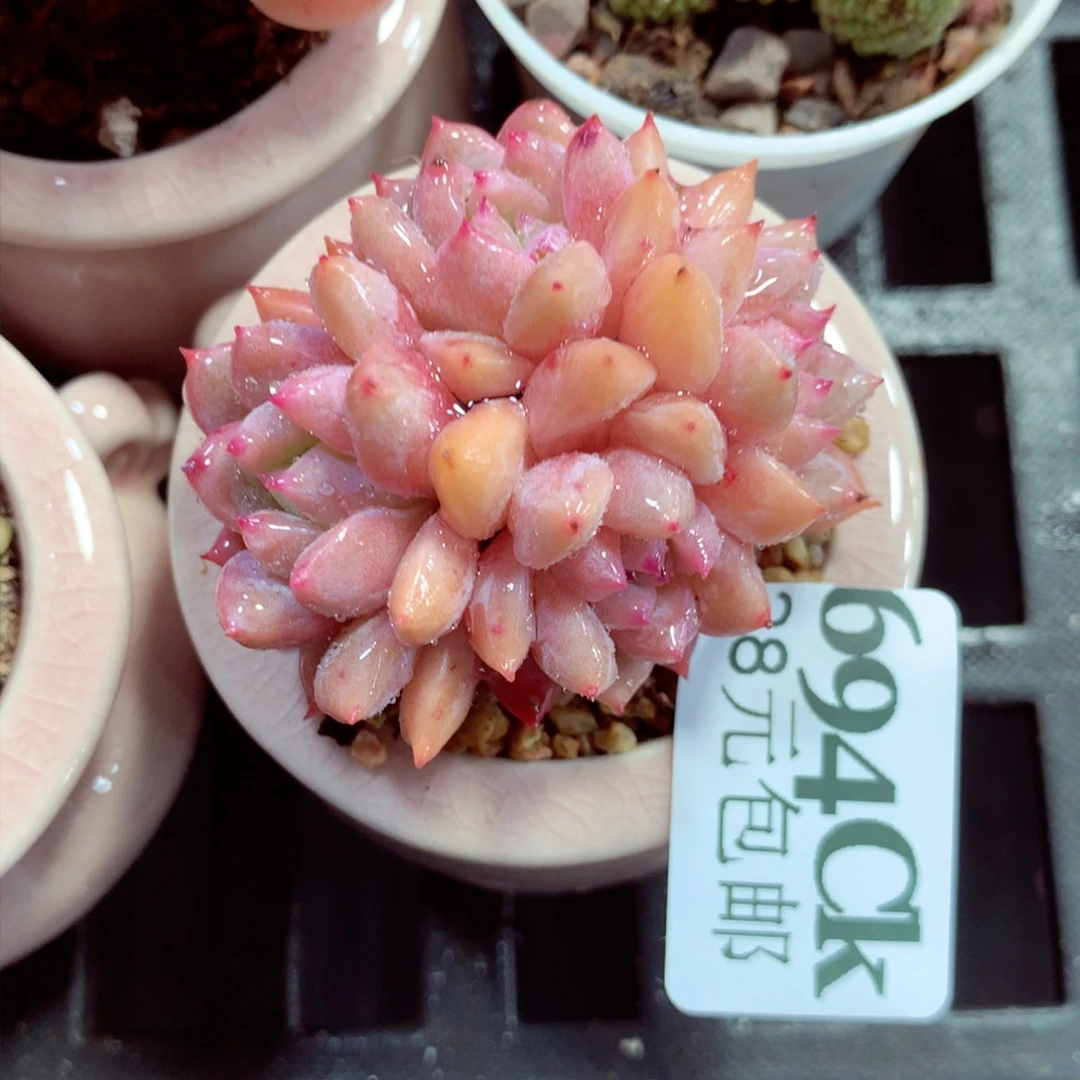 5厘米盆精控多肉694