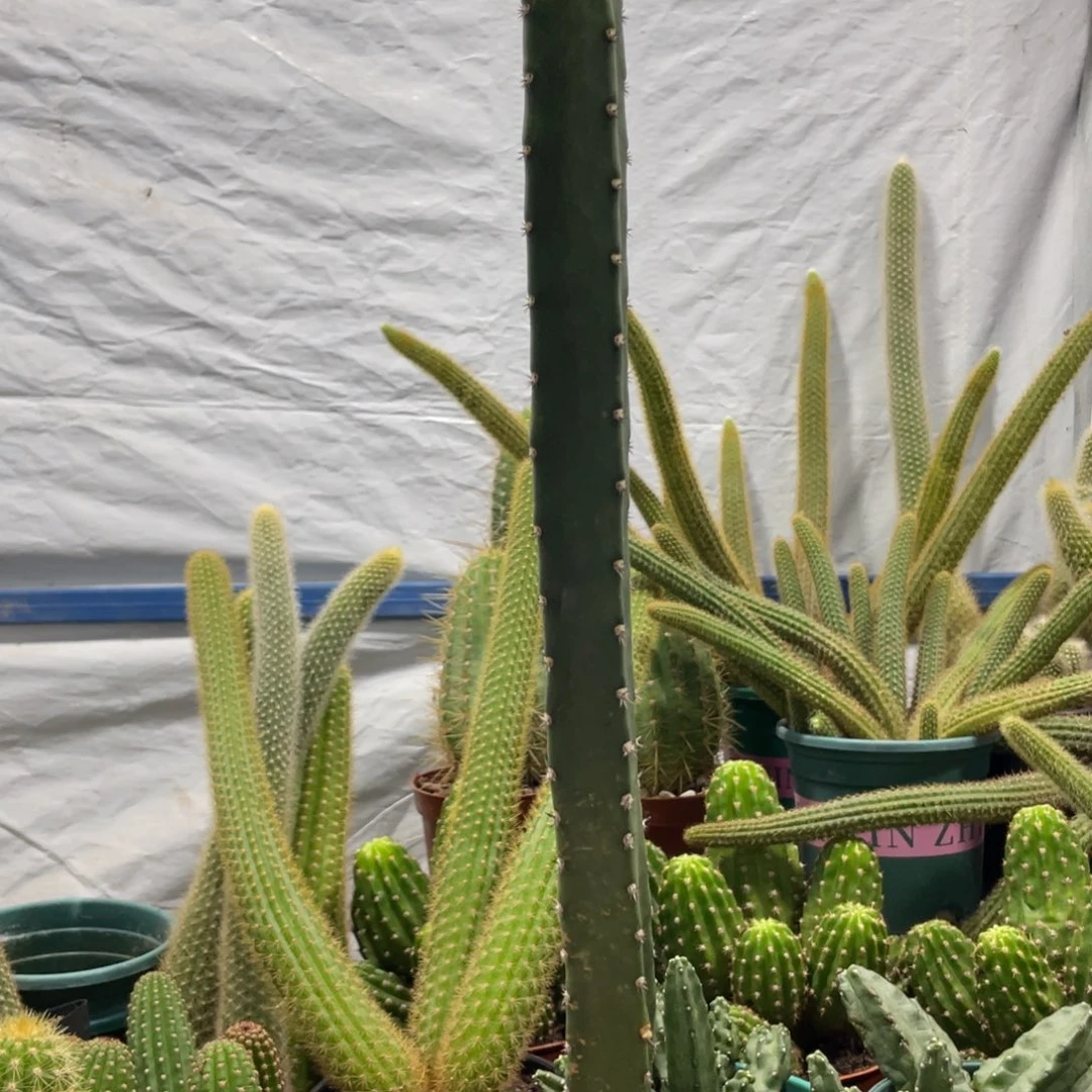 自根红花袖铺保30公分