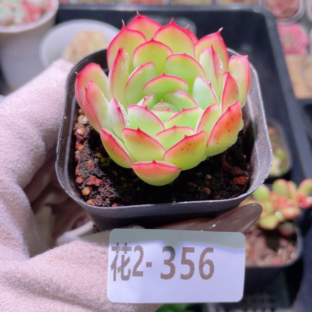 花利美2-356草莓冰
