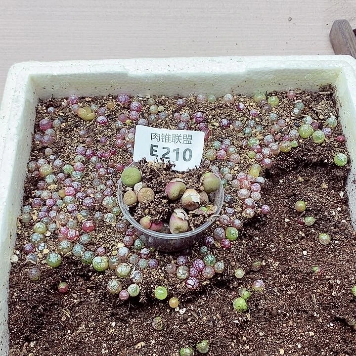 娇**儿210呃呃呃呃呃呃呃呃呃呃呃