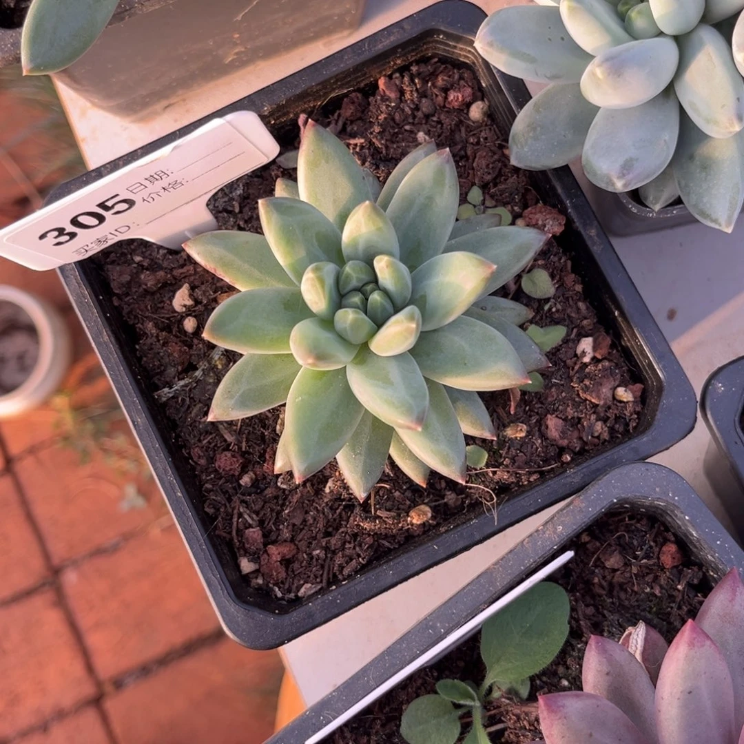 美人系多肉植物305