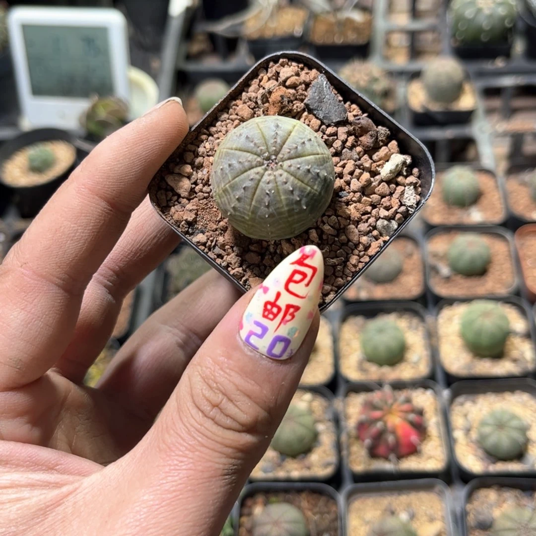 ´****匠24256一物一拍单头发货