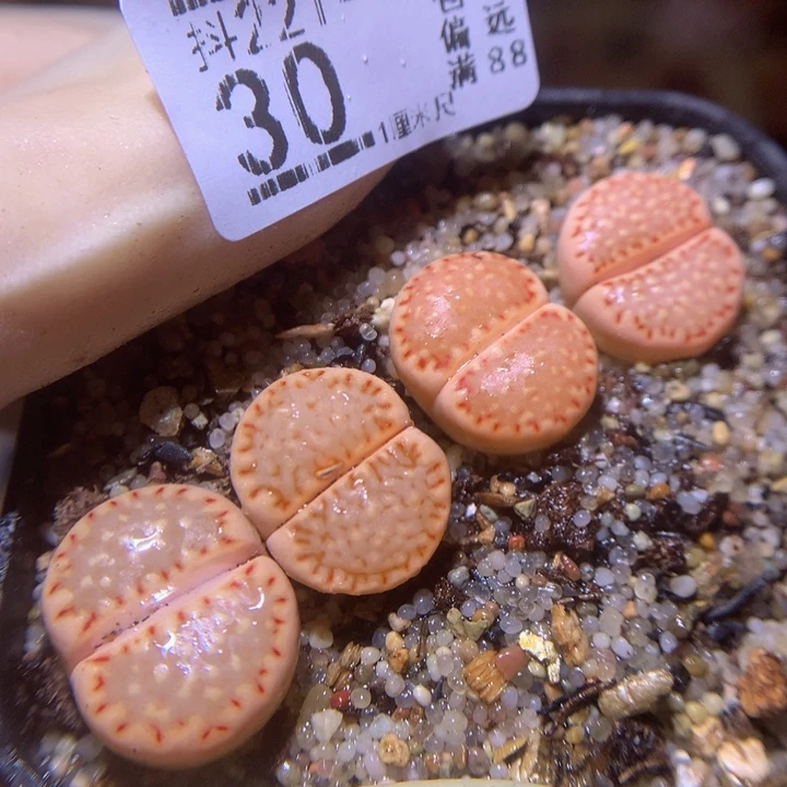 精品生石花231.30特