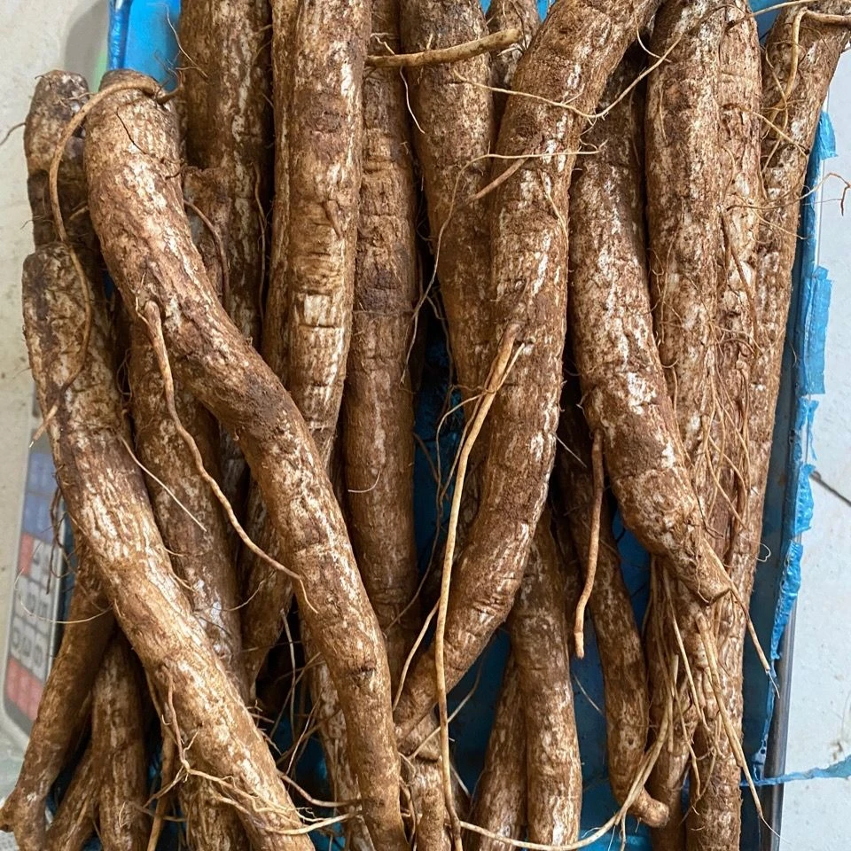 云南野生大蓟根马刺根恶鸡婆刺萝卜新鲜现挖包邮炖肉