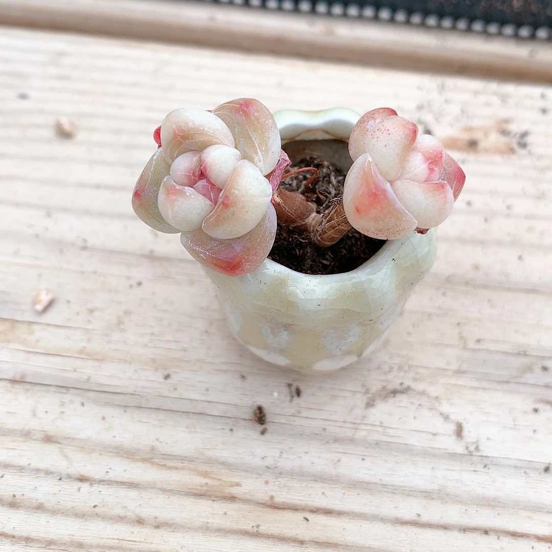 h**tHost的小冰玉一颗多肉