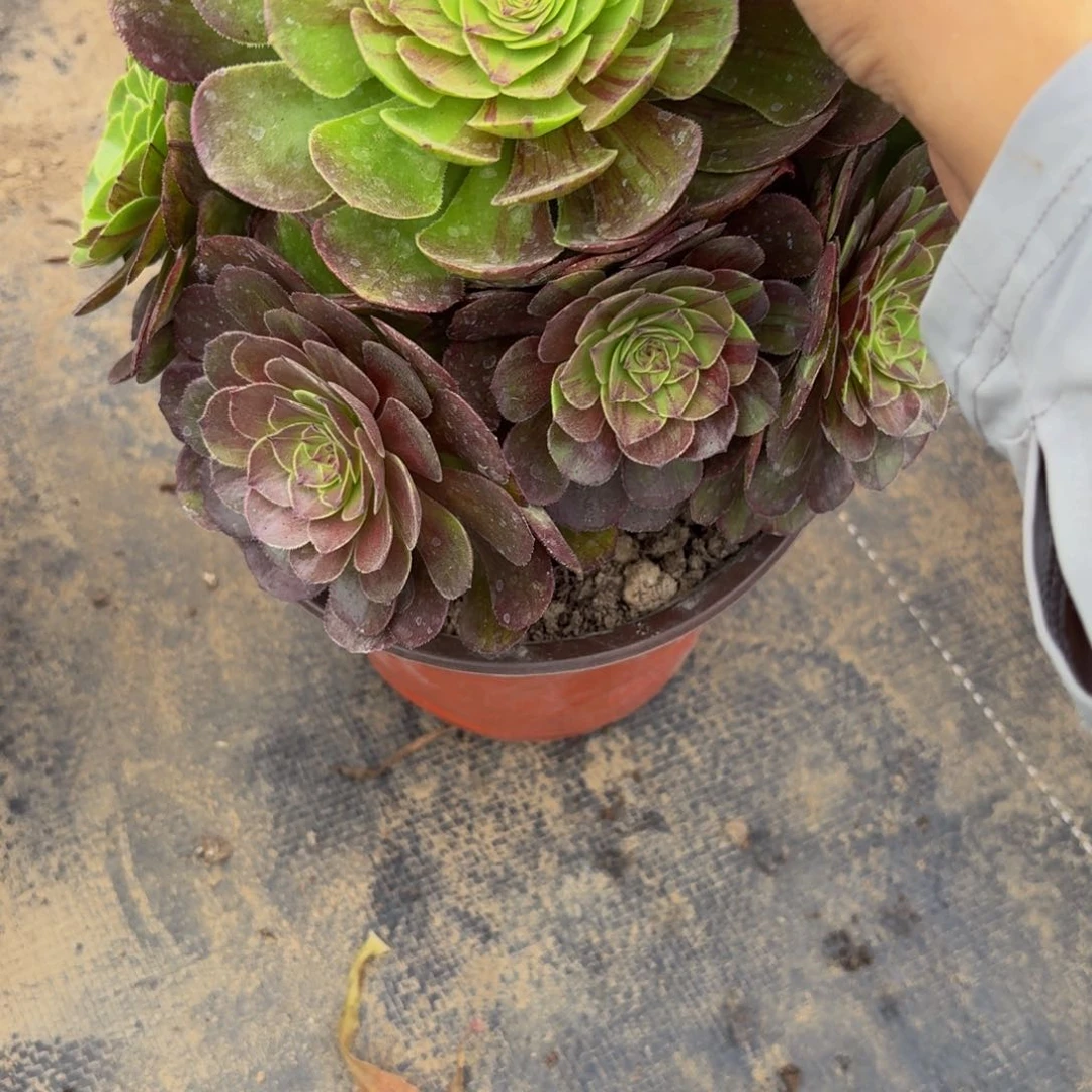 无花朵793多肉植物捧花