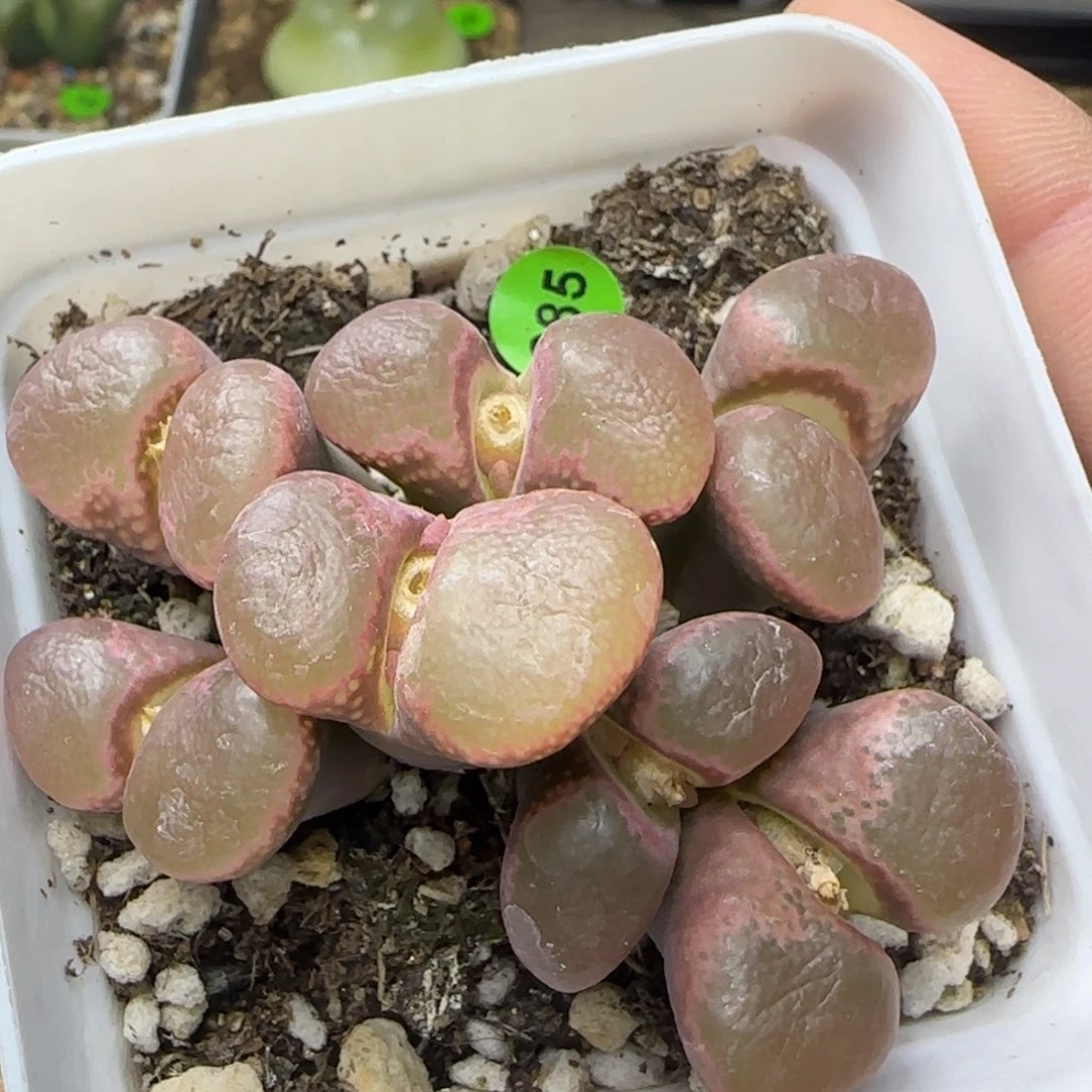 釉窗红风铃群多肉285