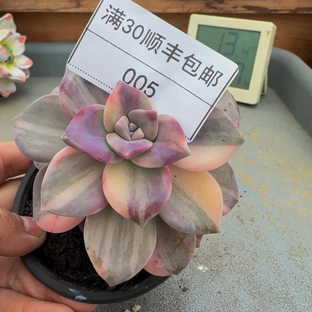 005紫乐锦多肉单头黄锦