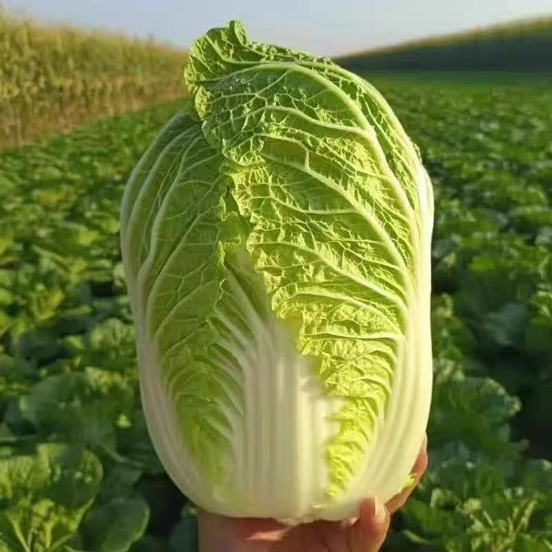 正宗东北黄心大白菜现摘现发可做辣白菜酸菜