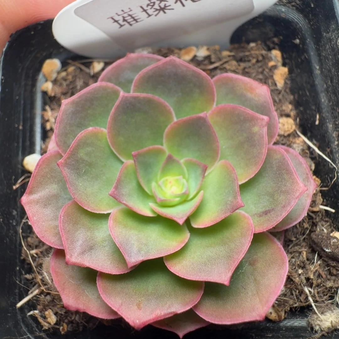 楹楹-355-冠幅  4Cm