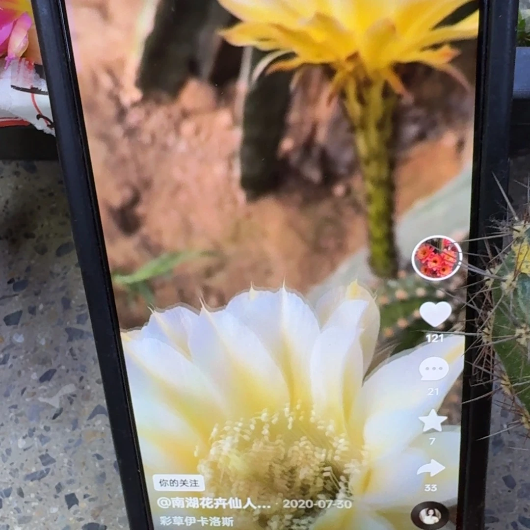 42彩草伊卡洛斯歪4公分左右无根侧牙，20包邮