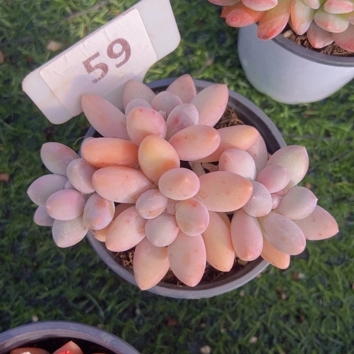 健健康康平平安安