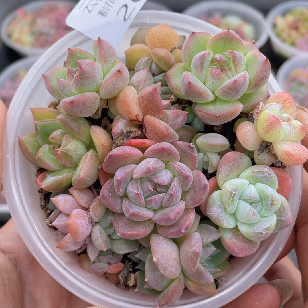 云糖心多肉植物265