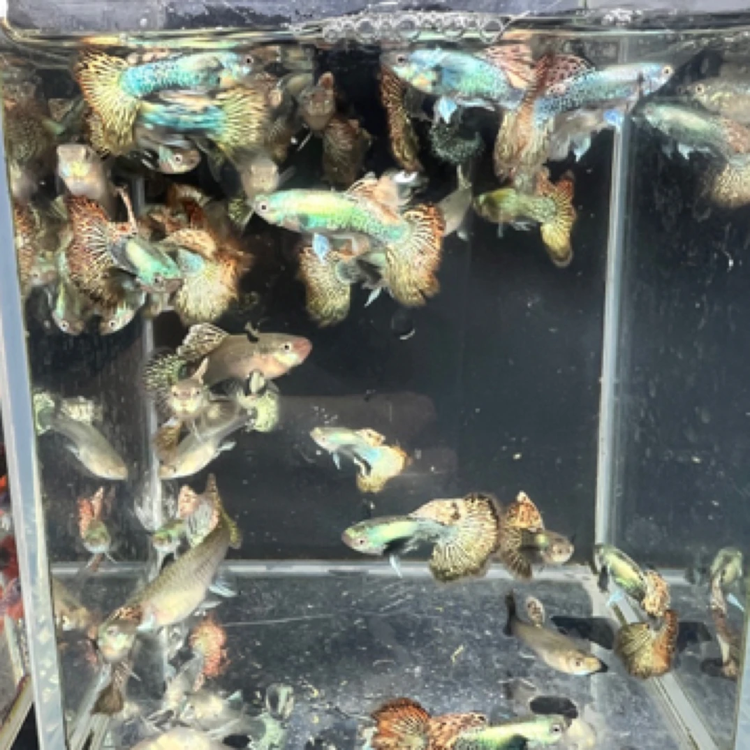 泰系大耳红龙小号种鱼公母搭对（入缸不包损）