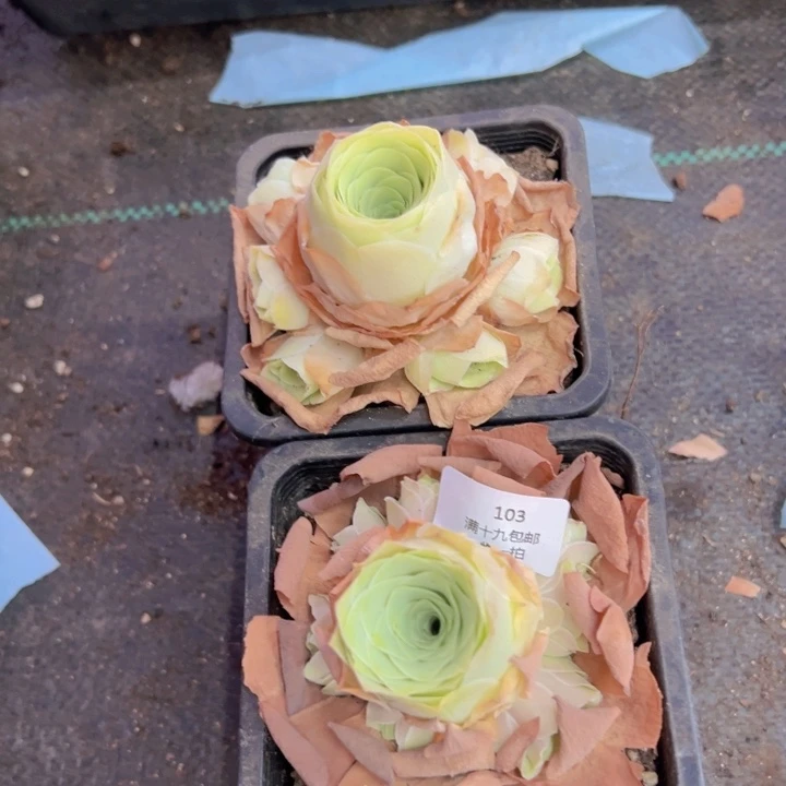 103 裸根不带土发货不包损