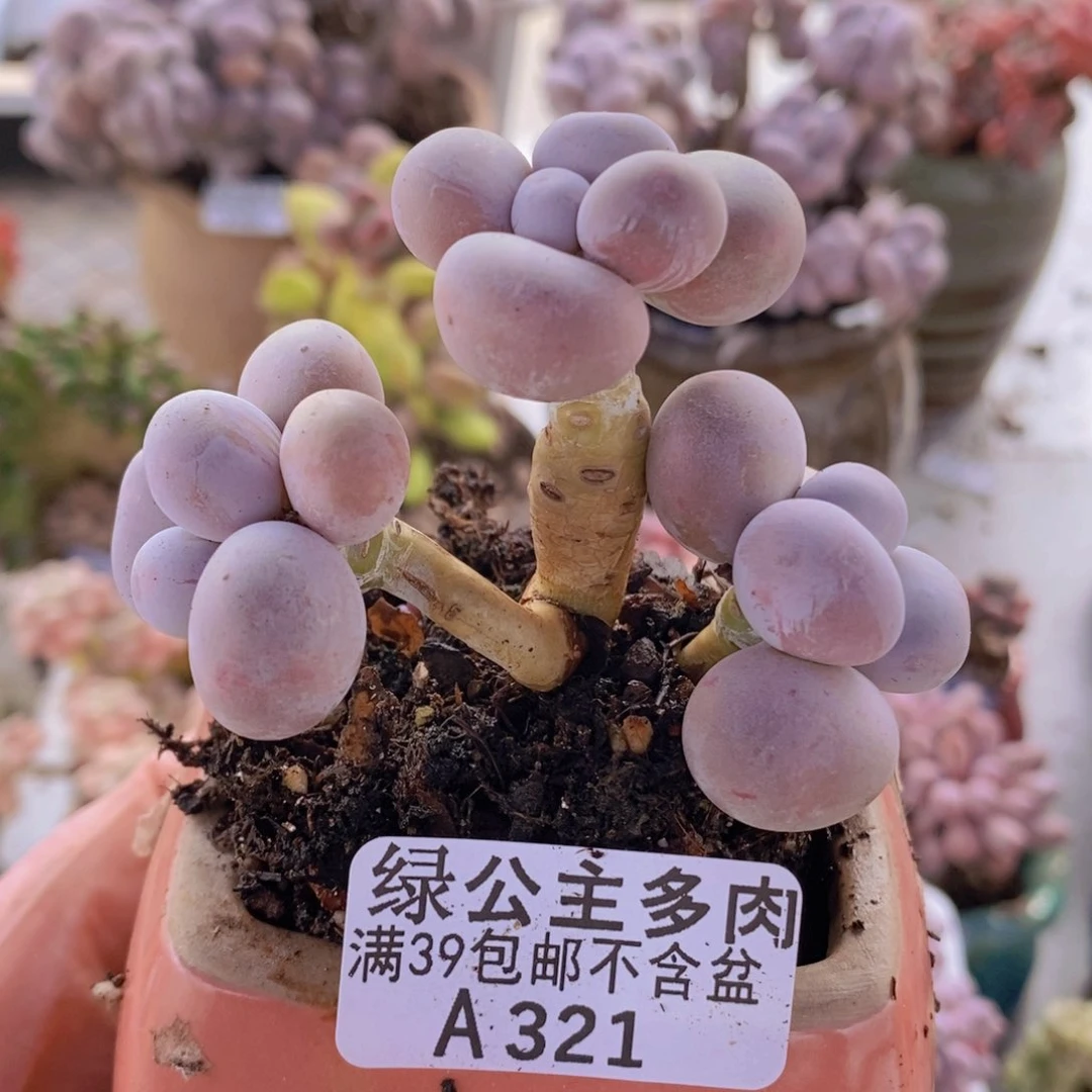 芭比奶洛6cm321多肉植物