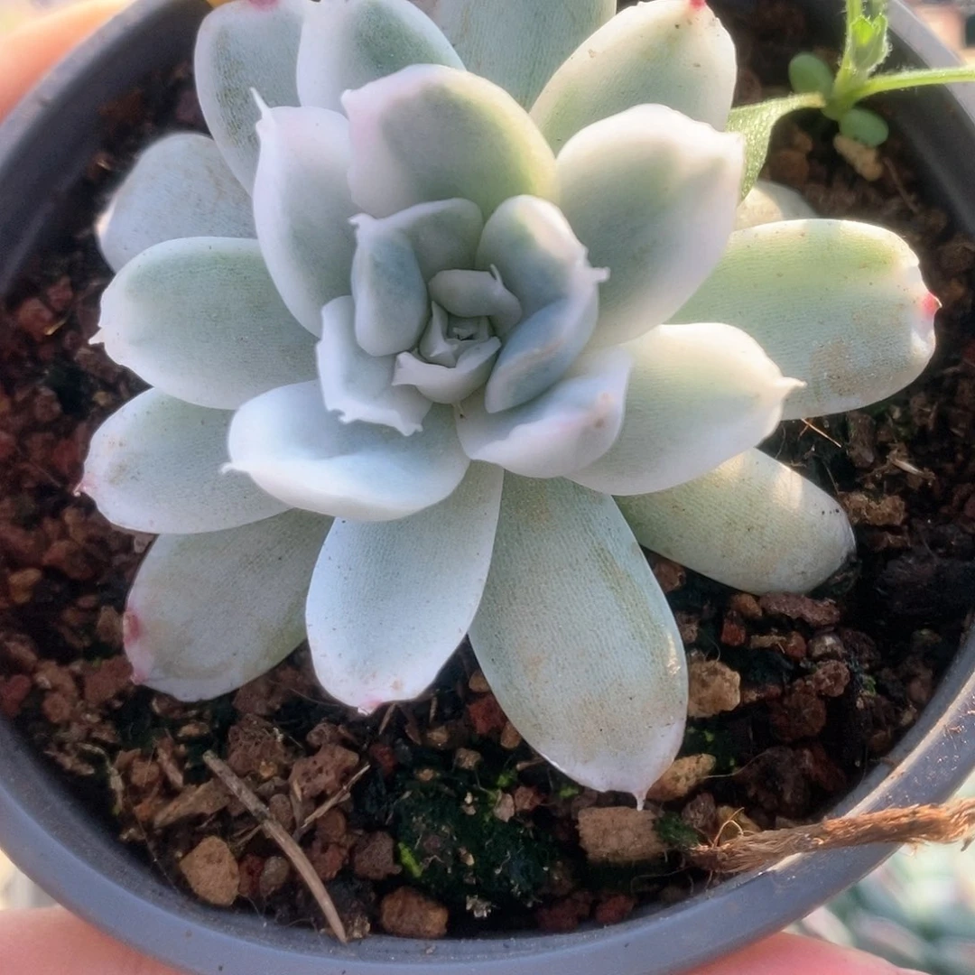 277锦锦锦锦锦锦锦