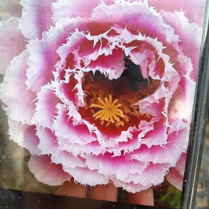 芸儿毛20包邮仙人球27