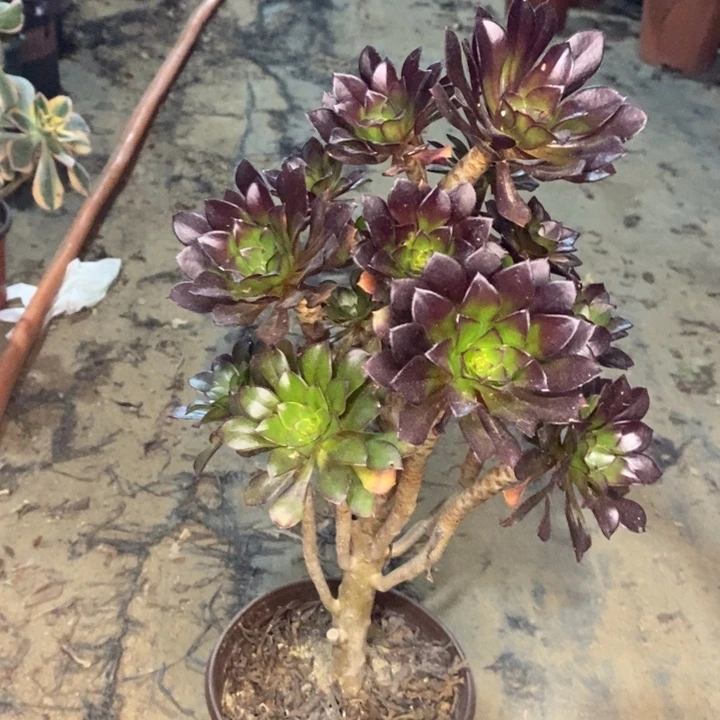 黑法多肉植物36。