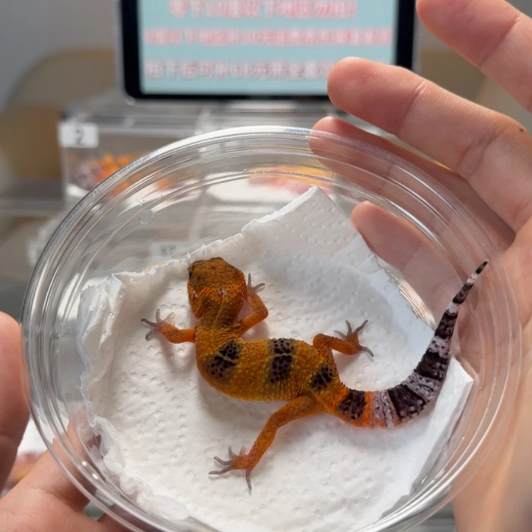 豹纹守宫脏脏包母温