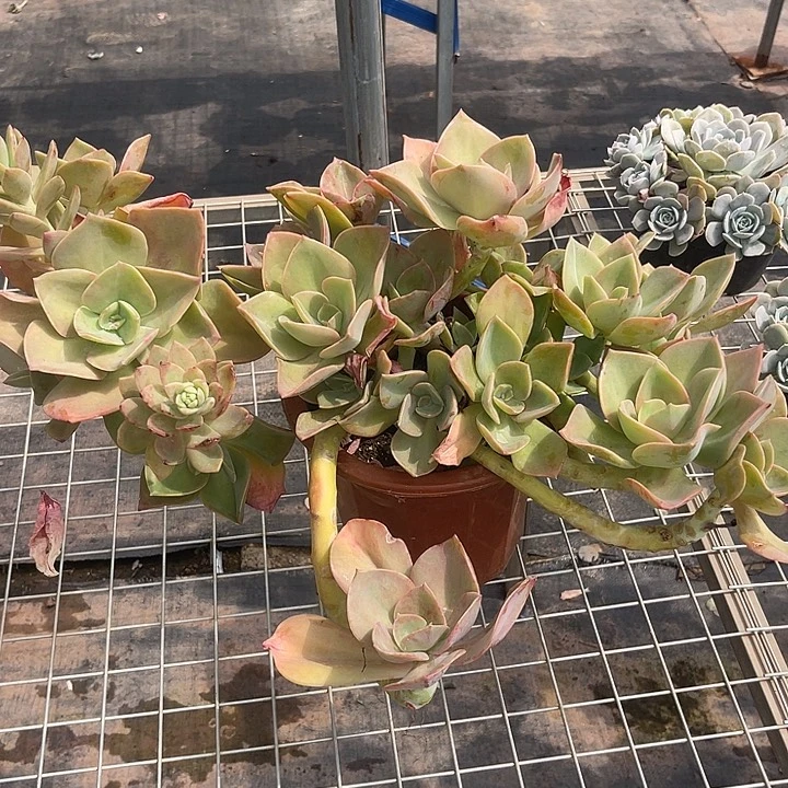 晨语多肉,一物一拍赫士